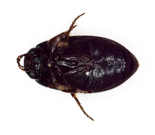 Hydroporus sp.